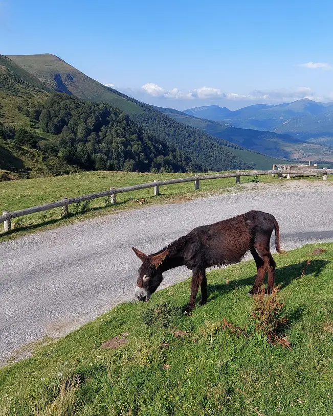 Loslopende dieren op de bergtop in de Franse Pyreneeën