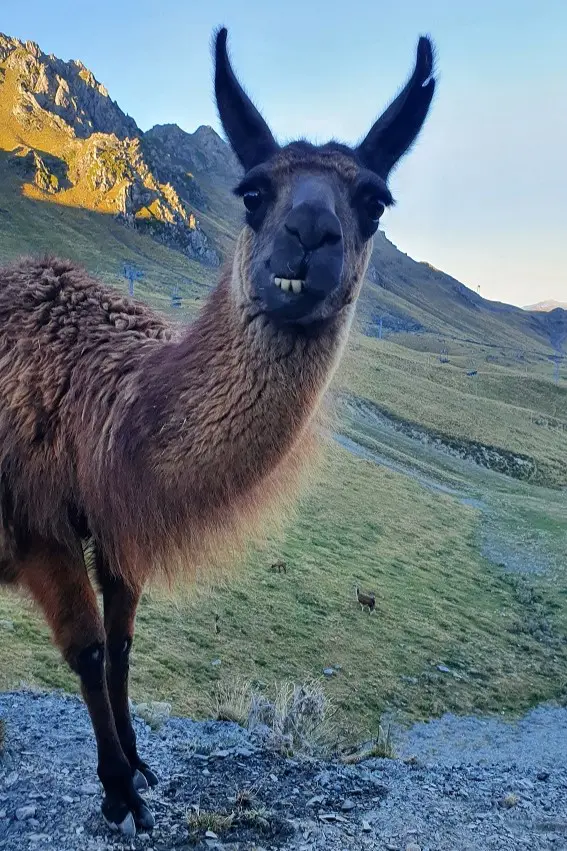 Loslopende kudde lama's op de Col du Tourmalet, Franse Pyreneeën